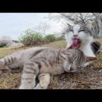 人間のナデナデよりも母猫のグルーミングの方が落ち着く灰色猫ちゃん(YouTube)