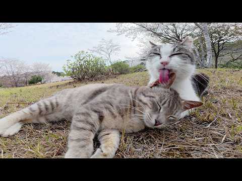 人間のナデナデよりも母猫のグルーミングの方が落ち着く灰色猫ちゃん(YouTube)