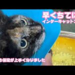 早く終わらせてニャン  インターキャット2年目です  皆様の応援で継続出来ております  ポコ＆コジロー   2026 04 12 2(YouTube)