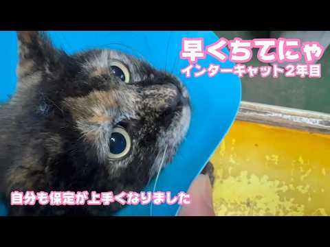 早く終わらせてニャン  インターキャット2年目です  皆様の応援で継続出来ております  ポコ＆コジロー   2026 04 12 2(YouTube)