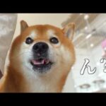 窓の外を見た柴犬、急に怯え始めた。(YouTube)