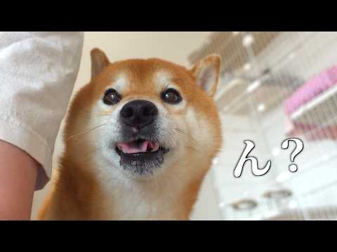 窓の外を見た柴犬、急に怯え始めた。(YouTube)