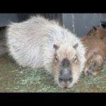 渡る世間はカピバラばかりライブ(YouTube)