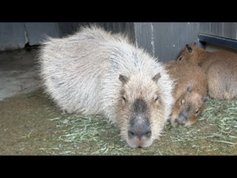 渡る世間はカピバラばかりライブ(YouTube)