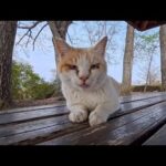 公園の東屋の夕方の猫集会にちょっと早めにやってきた猫(YouTube)