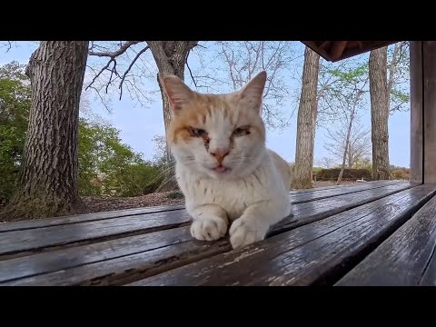 公園の東屋の夕方の猫集会にちょっと早めにやってきた猫(YouTube)