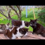 神社下の花見スポットに行くと猫たちが集まってくれた(YouTube)