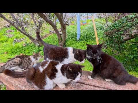 神社下の花見スポットに行くと猫たちが集まってくれた(YouTube)