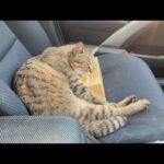 気持ち良過ぎて車の中で寝てしまった猫(YouTube)