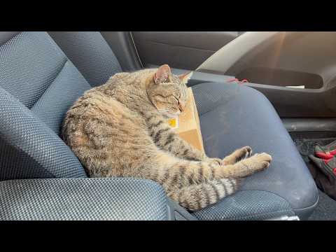 気持ち良過ぎて車の中で寝てしまった猫(YouTube)