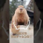 白枠に合わせてみよう！ #カピバラ #capybara #可愛い#ふるっぱー(YouTube)