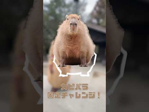 白枠に合わせてみよう！ #カピバラ #capybara #可愛い#ふるっぱー(YouTube)