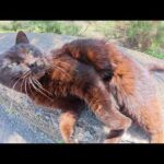 黒猫をモフっていたらヘソ天ポーズになって喉を鳴らしはじめた(YouTube)