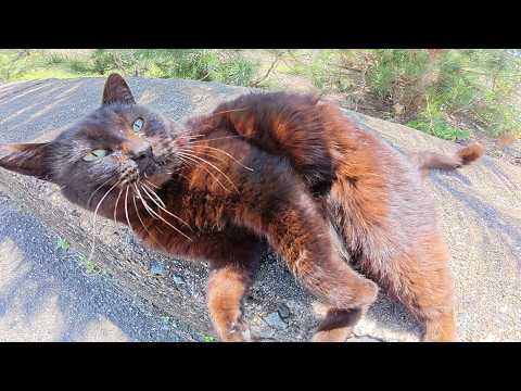 黒猫をモフっていたらヘソ天ポーズになって喉を鳴らしはじめた(YouTube)