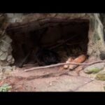 渡る世間はビーバーばかりライブ(YouTube)