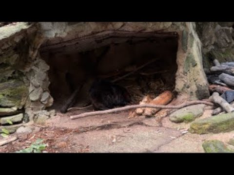 渡る世間はビーバーばかりライブ(YouTube)