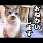 暖かくなってきたので猫こたつを片付けると姫猫がこうなりました…(YouTube)