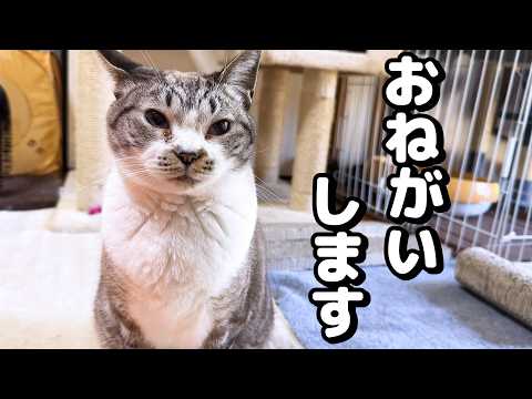 暖かくなってきたので猫こたつを片付けると姫猫がこうなりました…(YouTube)