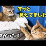 マイペースな姉猫ですが奮闘中の妹猫をさり気なく見守る優しいお姉ちゃんです(YouTube)
