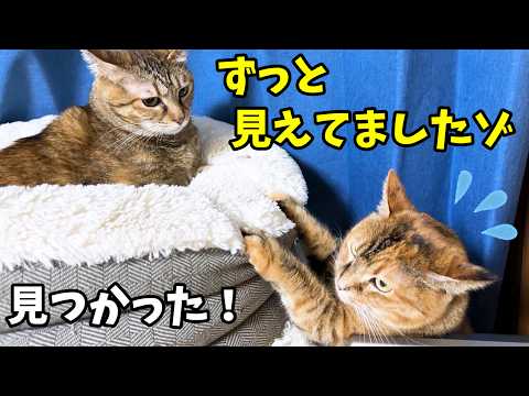 マイペースな姉猫ですが奮闘中の妹猫をさり気なく見守る優しいお姉ちゃんです(YouTube)