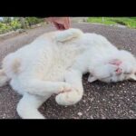 ミルクティー猫ちゃんがコテンとお腹を見せて甘えてきた(YouTube)