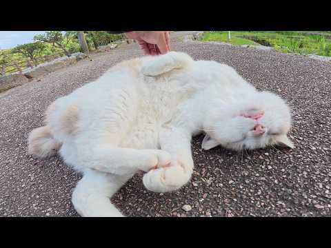 ミルクティー猫ちゃんがコテンとお腹を見せて甘えてきた(YouTube)