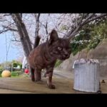 花見の席でテーブルの上に猫が乗ってきた(YouTube)