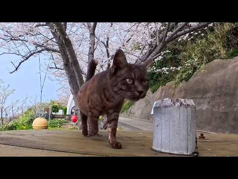 花見の席でテーブルの上に猫が乗ってきた(YouTube)