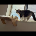 ハンモックの取り合いで朝から揉めてた猫たちが可愛すぎましたw(YouTube)