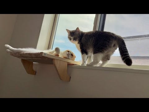 ハンモックの取り合いで朝から揉めてた猫たちが可愛すぎましたw(YouTube)