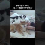 優しい柴犬と猫は体調不良のパパを手厚く介護する #shibainu #犬のいる暮らし #癒し(YouTube)