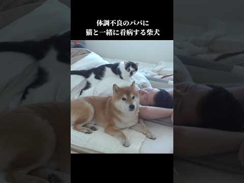 優しい柴犬と猫は体調不良のパパを手厚く介護する #shibainu #犬のいる暮らし #癒し(YouTube)