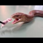 【足が消えた進化！？】アシナシトカゲが魅力的すぎてヤバいです(YouTube)