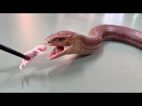 【足が消えた進化！？】アシナシトカゲが魅力的すぎてヤバいです(YouTube)