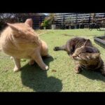 遂に先輩に牙をむいた猫(YouTube)
