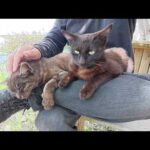 海辺のベンチに座って仲良し黒猫コンビをひざの上に乗せる(YouTube)