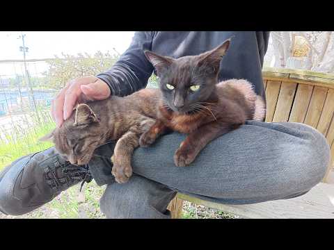 海辺のベンチに座って仲良し黒猫コンビをひざの上に乗せる(YouTube)
