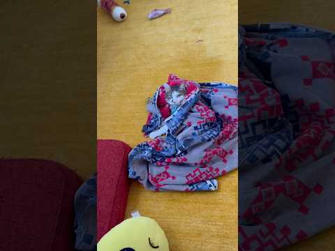 包まれてふみふみする猫  #cats(YouTube)