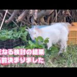 お名前決まりました  検討に検討を重ねさせて頂きました ホントかよ笑   2026 04 08 1(YouTube)