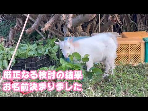 お名前決まりました  検討に検討を重ねさせて頂きました ホントかよ笑   2026 04 08 1(YouTube)