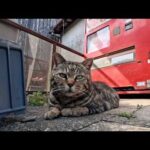タバコ屋さんの自販機前にいた猫ちゃん、目が合うとモフられに起きてきて道の真ん中まで出てきて寝転んだ(YouTube)