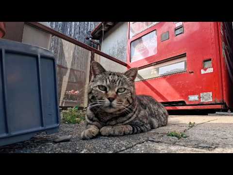 タバコ屋さんの自販機前にいた猫ちゃん、目が合うとモフられに起きてきて道の真ん中まで出てきて寝転んだ(YouTube)