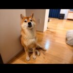今夜は急遽ライブ配信になりました！柴犬ハチ家の最近のお話。(YouTube)