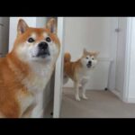 実家の柴犬の異変を聞き、実家へ向かいました。(YouTube)