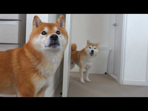 実家の柴犬の異変を聞き、実家へ向かいました。(YouTube)