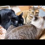頑張ったご褒美に甘える黒猫くんと状況を見てフォローがすごい茶トラ猫くん(YouTube)