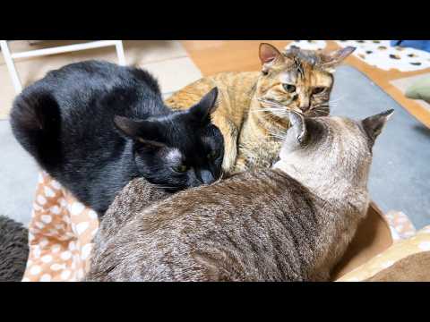 頑張ったご褒美に甘える黒猫くんと状況を見てフォローがすごい茶トラ猫くん(YouTube)