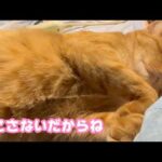 起こしたりしないからね 絶対  2026 04 04 1(YouTube)