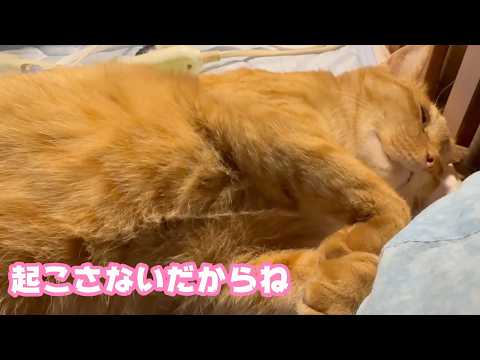 起こしたりしないからね 絶対  2026 04 04 1(YouTube)