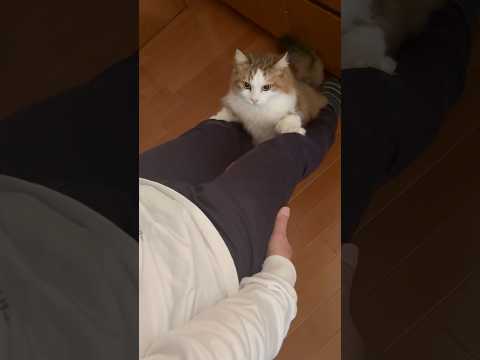 このズボン滑るわぁ(YouTube)